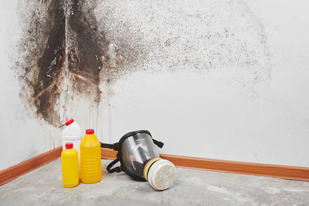 Best Attic Mold Removal  in Baltimore, OH