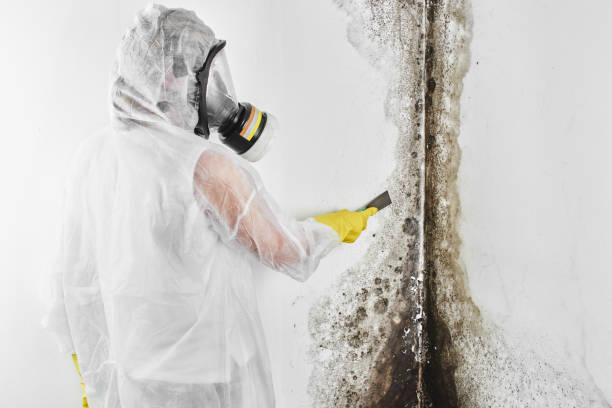 Best Residential Mold Removal  in Baltimore, OH