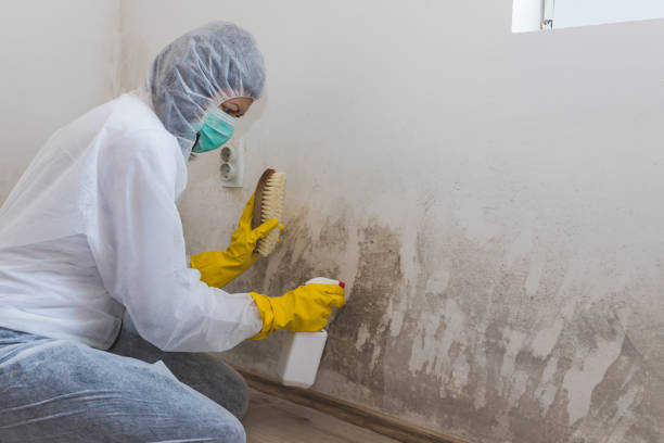 Best Certified Mold Removal  in Baltimore, OH