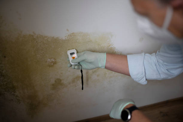 Best Mold Damage Repair  in Baltimore, OH