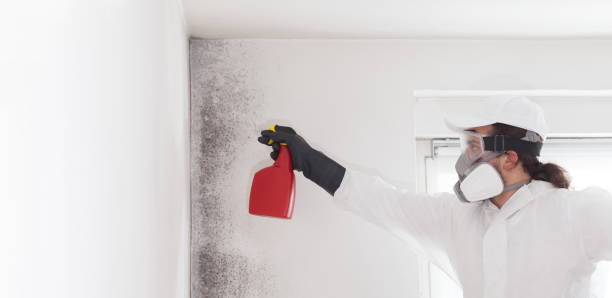 Mold Removal Process in Baltimore, OH