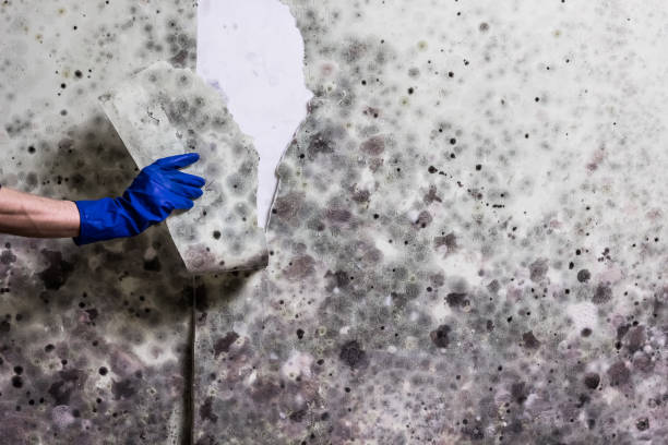 Trusted Baltimore, OH Mold Removal Experts